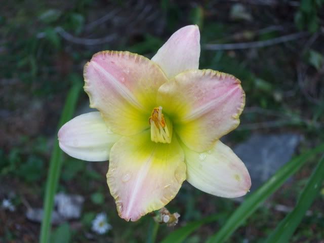 Hemerocallis 'Country Melody'